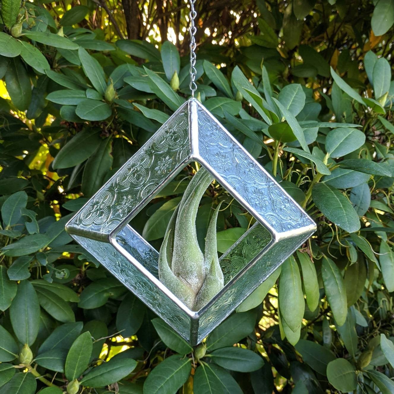 Victorian Suncatcher with Air Plant